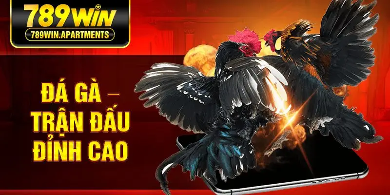 Đá gà – Trận đấu đỉnh cao